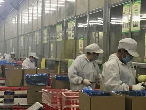 【城事】冬奧餐桌上有咱平度菜！平度企業(yè)供應(yīng)40多噸圓蔥